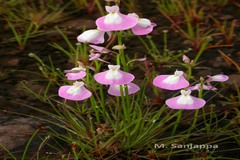 Utricularia albocaerulea